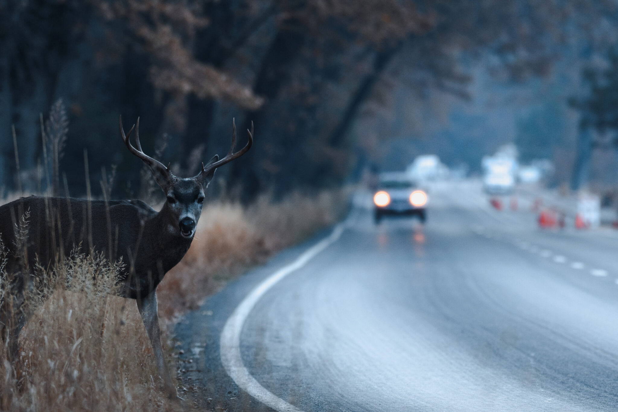 car in danger of hitting deer in road